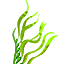 Aquatic Plant