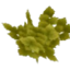 populus_leaves.png