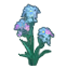 limonium_sinuatum.png