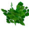 populus_leaves.png