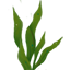 seaweed.png