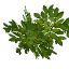 walnut_leaves.png