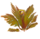 ball-less_fern.png ball-less_fern.png