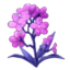 Void Limonium Sinuatum