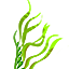 Aquatic Plant