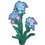 Limonium Sinuatum