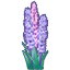 Hyacinth