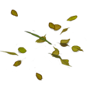 icon323.png icon323.png