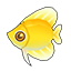 Golden Kikifish