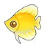 Golden Kikifish