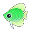 Green Kikifish