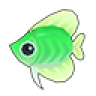 Green Kikifish