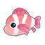 Pink Clownfish