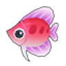 Red Kikifish