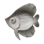 Sundried Kikifish