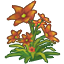 Dracaena Flower