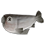 Sundried Gugufish