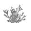 Albino Tree Coral